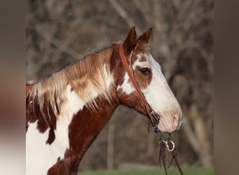 American Quarter Horse, Wałach, 11 lat, 145 cm, Overo wszelkich maści