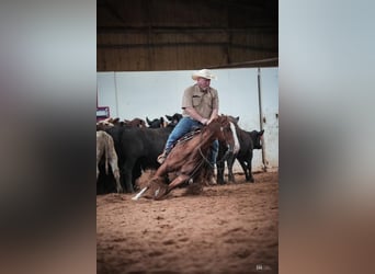 American Quarter Horse, Wałach, 11 lat, 147 cm