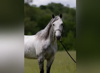 American Quarter Horse, Wałach, 11 lat, 147 cm, Siwa jabłkowita