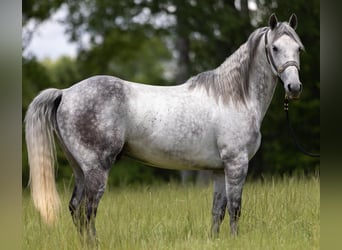 American Quarter Horse, Wałach, 11 lat, 147 cm, Siwa jabłkowita