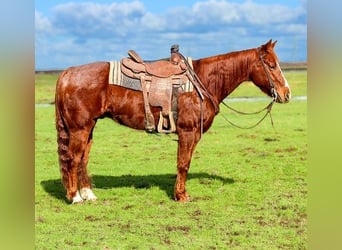 American Quarter Horse, Wałach, 11 lat, 150 cm, Ciemnokasztanowata