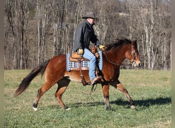 American Quarter Horse, Wałach, 11 lat, 150 cm, Gniadodereszowata