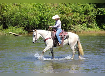 American Quarter Horse, Wałach, 11 lat, 150 cm, Siwa