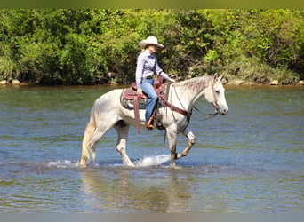 American Quarter Horse, Wałach, 11 lat, 150 cm, Siwa