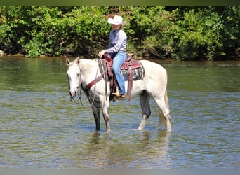 American Quarter Horse, Wałach, 11 lat, 150 cm, Siwa