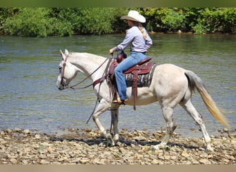 American Quarter Horse, Wałach, 11 lat, 150 cm, Siwa