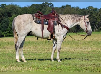 American Quarter Horse, Wałach, 11 lat, 150 cm, Siwa