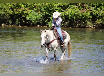 American Quarter Horse, Wałach, 11 lat, 150 cm, Siwa