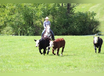 American Quarter Horse, Wałach, 11 lat, 150 cm, Siwa