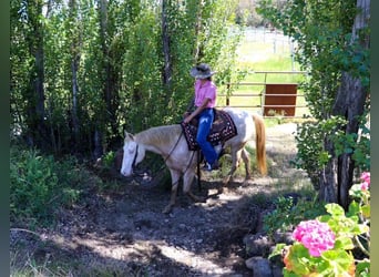 American Quarter Horse, Wałach, 11 lat, 150 cm, Szampańska