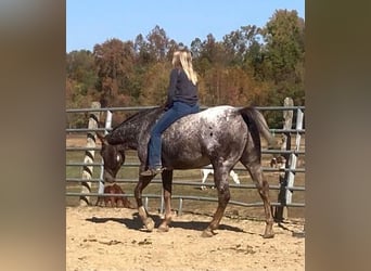 American Quarter Horse, Wałach, 11 lat, 152 cm, Ciemnokasztanowata