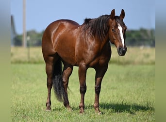 American Quarter Horse, Wałach, 11 lat, 152 cm, Cisawa