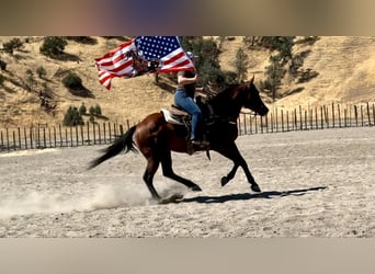 American Quarter Horse, Wałach, 11 lat, 152 cm, Gniada