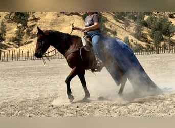 American Quarter Horse, Wałach, 11 lat, 152 cm, Gniada