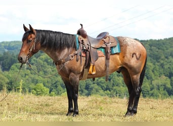 American Quarter Horse Mix, Wałach, 11 lat, 152 cm, Gniadodereszowata