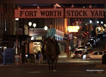 American Quarter Horse, Wałach, 11 lat, 152 cm, Gniadodereszowata