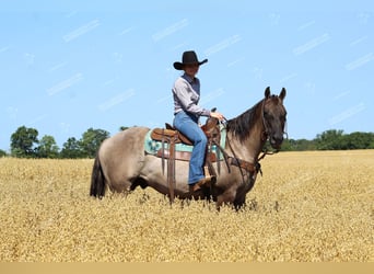 American Quarter Horse, Wałach, 11 lat, 152 cm, Grullo