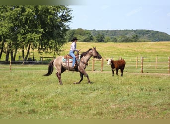 American Quarter Horse, Wałach, 11 lat, 152 cm, Grullo