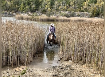 American Quarter Horse, Wałach, 11 lat, 152 cm, Jelenia