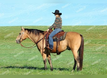 American Quarter Horse, Wałach, 11 lat, 152 cm, Jelenia