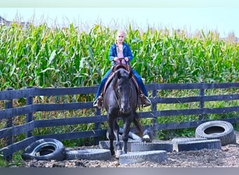 American Quarter Horse, Wałach, 11 lat, 152 cm, Kara