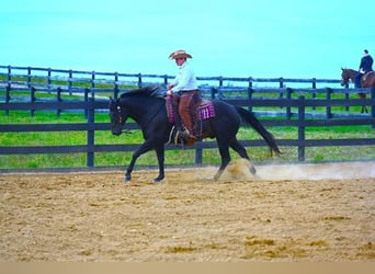 American Quarter Horse, Wałach, 11 lat, 152 cm, Kara