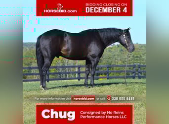 American Quarter Horse, Wałach, 11 lat, 152 cm, Kara