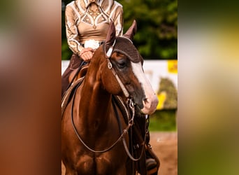 American Quarter Horse, Wałach, 11 lat, 152 cm, Kasztanowata