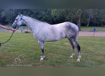 American Quarter Horse, Wałach, 11 lat, 152 cm, Siwa jabłkowita