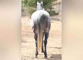 American Quarter Horse, Wałach, 11 lat, 152 cm, Siwa