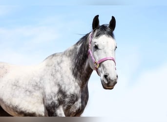 American Quarter Horse, Wałach, 11 lat, 152 cm, Siwa