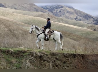 American Quarter Horse, Wałach, 11 lat, 152 cm, Siwa