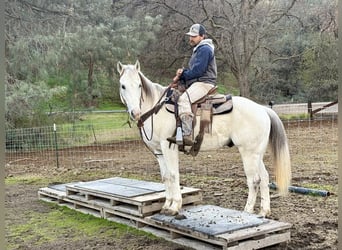 American Quarter Horse, Wałach, 11 lat, 152 cm, Siwa