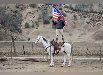 American Quarter Horse, Wałach, 11 lat, 152 cm, Siwa