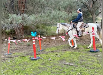 American Quarter Horse, Wałach, 11 lat, 152 cm, Siwa