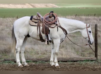 American Quarter Horse, Wałach, 11 lat, 152 cm, Siwa