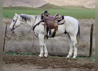 American Quarter Horse, Wałach, 11 lat, 152 cm, Siwa