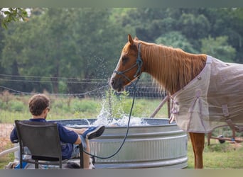 American Quarter Horse, Wałach, 11 lat, 155 cm, Ciemnokasztanowata