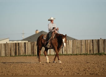 American Quarter Horse, Wałach, 11 lat, 155 cm, Cisawa