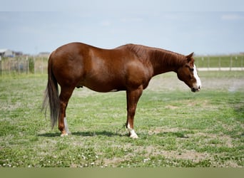 American Quarter Horse, Wałach, 11 lat, 155 cm, Cisawa