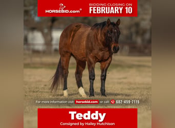 American Quarter Horse, Wałach, 11 lat, 155 cm, Gniada