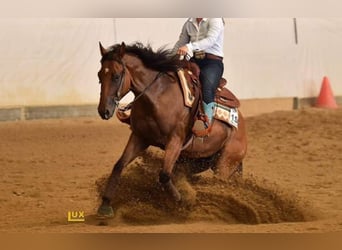 American Quarter Horse, Wałach, 11 lat, 155 cm, Gniada