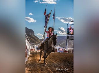 American Quarter Horse, Wałach, 11 lat, 155 cm, Karodereszowata