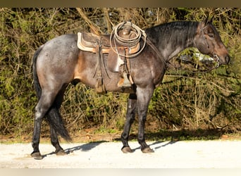 American Quarter Horse, Wałach, 11 lat, 157 cm, Gniadodereszowata