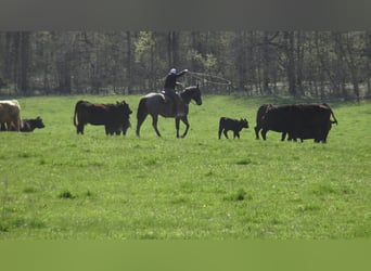 American Quarter Horse, Wałach, 11 lat, 157 cm, Gniadodereszowata