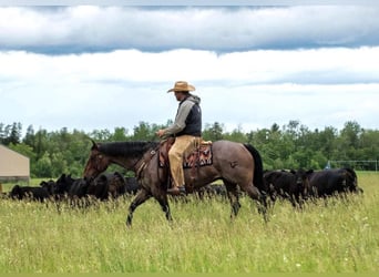 American Quarter Horse, Wałach, 11 lat, 157 cm, Gniadodereszowata