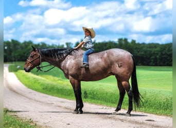 American Quarter Horse, Wałach, 11 lat, 157 cm, Gniadodereszowata