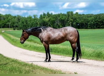 American Quarter Horse, Wałach, 11 lat, 157 cm, Gniadodereszowata