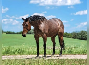 American Quarter Horse, Wałach, 11 lat, 157 cm, Gniadodereszowata