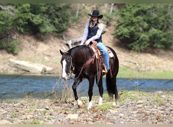 American Quarter Horse, Wałach, 11 lat, 157 cm, Kara